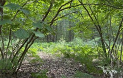 Critter Trail, Manistee, MI 49660