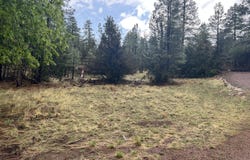 1907 Pine Top Drive, Overgaard, AZ 85928