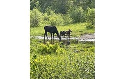 154 Lower Road lot: 35, Deblois, ME 04622