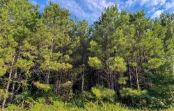 3 Big Hill Fire Tower Road, Robeline, LA 71469