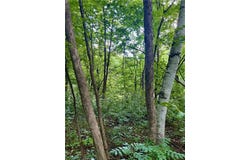 Lot 1 30th Avenue, Black Brook Twp, WI 54001