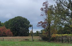 Hawknest Trail, Long Lane, MO 65590