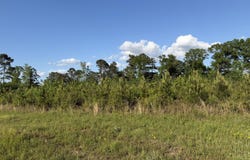 8 Acres Hwy 48 E, Sandy Hook, MS 39478
