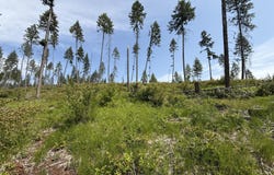 TBD ROCKABYE LN, CURLEW, WA 99118