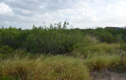 Los Centenarios lot: 91, Laredo, TX 78043