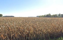 0 E Co Rd 300 E, Winchester, IN 47394