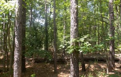 1054 Pine Point Lane, Tignall, GA 30668