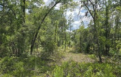 NE 121ST Avenue, WILLISTON, FL 32696