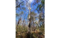 0 Shoal Creek Road, Ashville, AL 35953