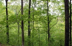 Lot 14 The Village at Laurelwood, Nancy, KY 42544