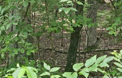 58 Pamplona Way, Hot Springs Village, AR 71909