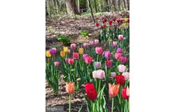 1738 SHANWICK ROAD, FOREST HILL, MD 21050