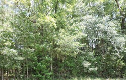 0 Ridge Road, Greenville, AL 36037