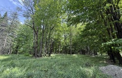 Dixon Valley Road, Pleasant Mount, PA 18453