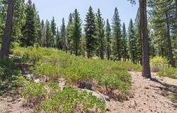 9486 Clermont Court, Truckee, CA 96161