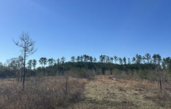 0 Mt Sinai Church, Butler, GA 31006