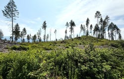 TBD ROCKABYE LN, CURLEW, WA 99118