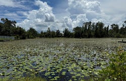 98 Holly Isles-Harvel Pond Rd, Donalsonville, GA 39845