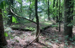 TBD Tollett Road, New Hope, AR 71959