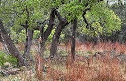 117 N john bird, Blanco, TX 78606