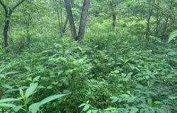 5025 Kolb Hollow Road, Climax Springs, MO 65324