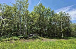 40 Acres Black Bear, Gulliver, MI 49840