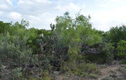 Los Centenarios lot: 92, Laredo, TX 78043
