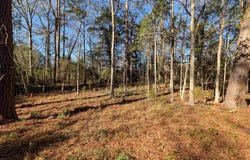 Brown Street, Prosperity, SC 29127