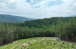 20.17 AC NORTH TEXAS ROAD, DELRAY, WV 26714