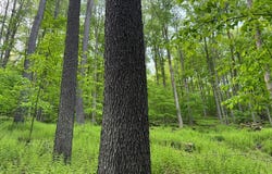 000 Post Hollow Road, Millport, PA 16748