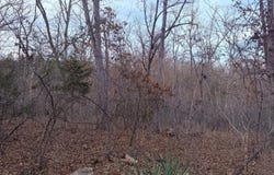N Dade 173, Greenfield, MO 65661