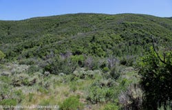 Tbd Shield O Road, Snowmass, CO 81654
