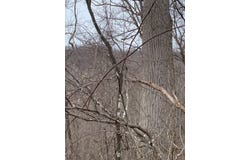 Alsept Fork Road (Map #: 008-00-00-014), Salyersville, KY 41465