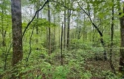 Lot 103 Bear Den Trl, Grandview, TN 37337