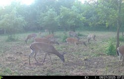River Rd, Dyer, AR 72935