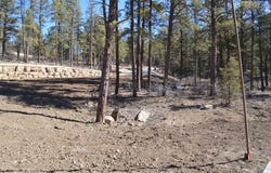 20 Avalanche Lily Dr. (Lot 130), Durango, CO 81301