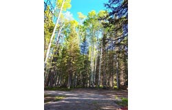 505 Wildflower Drive, Cimarron, CO 81220