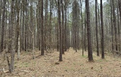 Robinson Rd, Canton, MS 39046