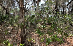 Tbd Lot 49 MALAUKA RADIAL, OCKLAWAHA, FL 32179