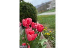 116 SPRUCE HOLLOW ROAD, MATHIAS, WV 26812