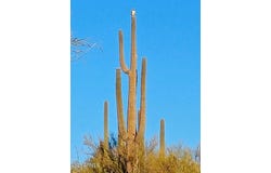1670 E Gaffney Road, Phoenix, AZ 85087
