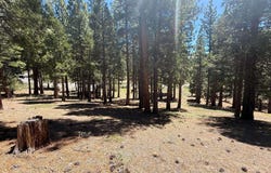 300 Peppergrass Lane, Portola, CA 96121-0000