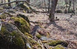 TBD Stewart Farm Rd, Gray, GA 31032