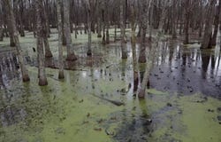 County Road 420, MS 38944