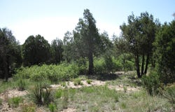 16 ROADRUNNER Road, Tijeras, NM 87059