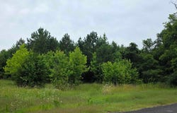 20.6 acres Co Rd 321, Moulton, AL 35650