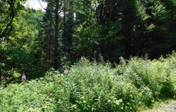 Cloutiers Loop, Pittsburg, NH 03592