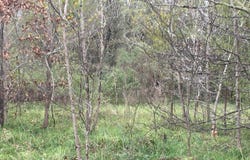 Big Creek, Shepherd, TX 77371
