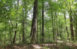 TBD Lincecum Church Rd., Pollock, LA 71467
