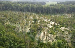 85+/- Acres - Antler Dr, Johnsonville, SC 29555